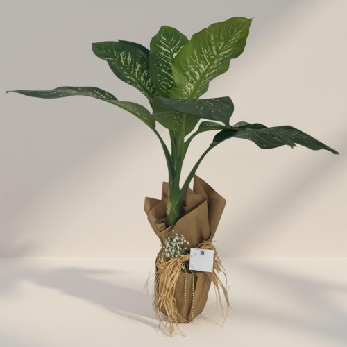 Tropic Dieffenbachia Büyük (110cm)